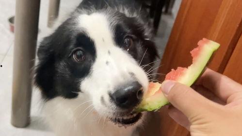 狗子吃京瓜好吗