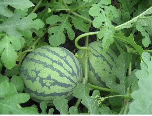 吃瓜推门,揭秘娱乐圈背后的故事