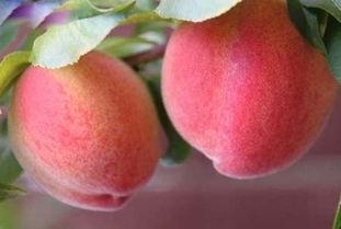 吃瓜的桃子小姐,揭秘娱乐圈那些事儿