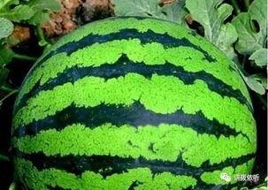 吃瓜群众看瓜地